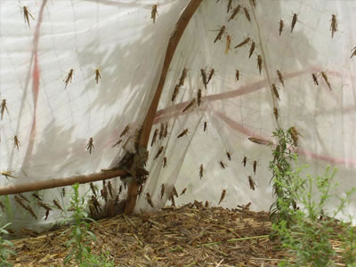 螞蚱養(yǎng)殖網(wǎng)3