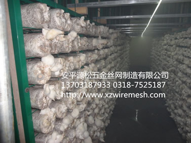 食用菌網(wǎng)片